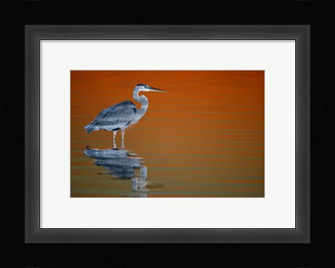 Framed Great Blue Heron in Water at Sunset Print
