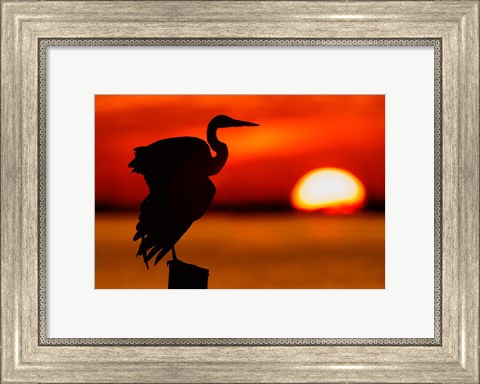 Framed Silhouette of Great Blue Heron Stretching Wings at Sunset Print