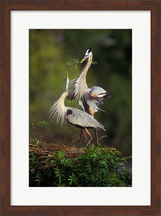 Framed Great Blue Herons in Courtship Display Print