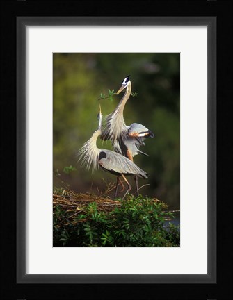 Framed Great Blue Herons in Courtship Display Print