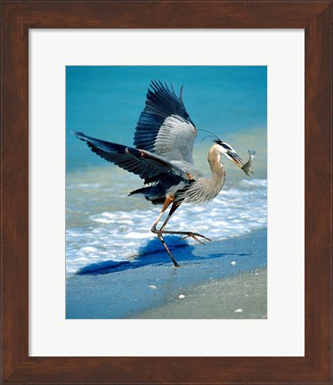 Framed Florida Captiva Island Great Blue Heron bird Print