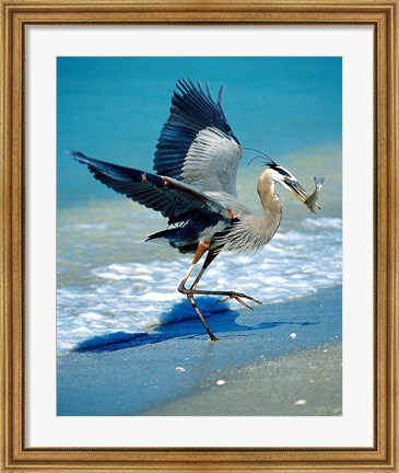 Framed Florida Captiva Island Great Blue Heron bird Print
