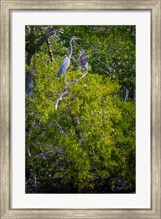 Framed Florida Great Blue Heron, bird, Rookery Bay Print