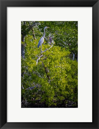 Framed Florida Great Blue Heron, bird, Rookery Bay Print