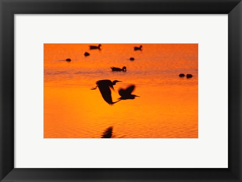 Framed Great Blue Herons Flying at Sunset Print