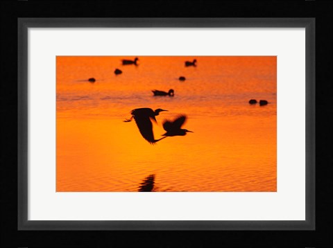 Framed Great Blue Herons Flying at Sunset Print