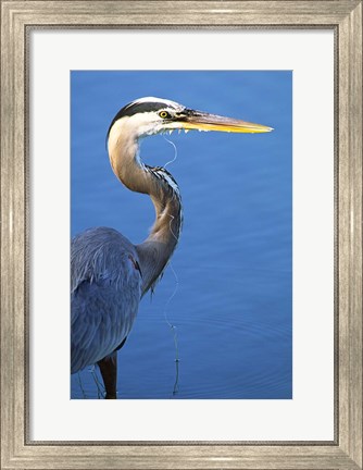 Framed Doomed Great Blue Heron, Venice, Florida Print