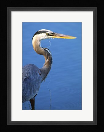 Framed Doomed Great Blue Heron, Venice, Florida Print