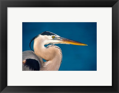Framed Great Blue Heron, Sanibel Island Print