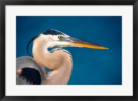 Framed Great Blue Heron, Sanibel Island Print