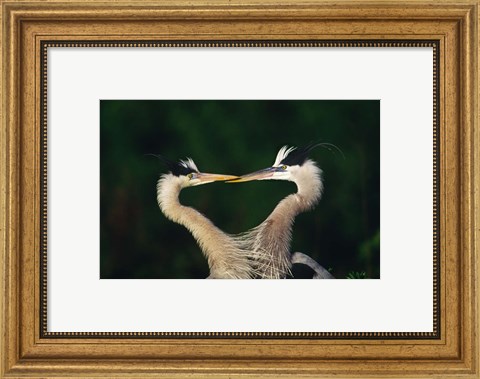 Framed Great Blue Heron Pair, Venice, Florida Print