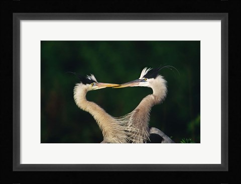 Framed Great Blue Heron Pair, Venice, Florida Print