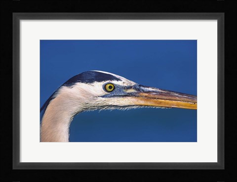 Framed Great Blue Heron, Sanibel Island, Florida Print