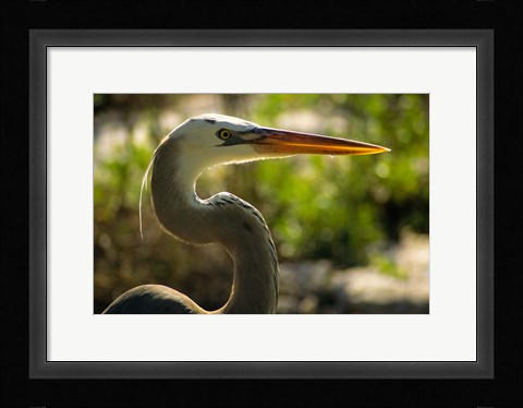 Framed Great Blue Heron, Florida Print