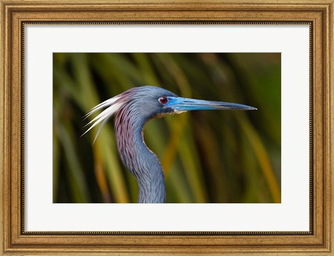 Framed Florida St Augustine, Little Blue Heron at the Alligator Farm Print