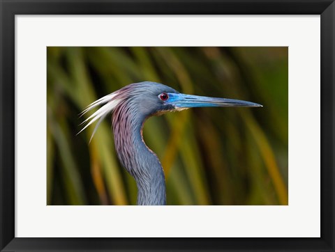 Framed Florida St Augustine, Little Blue Heron at the Alligator Farm Print