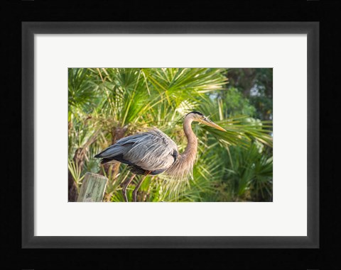 Framed Great Blue Heron at Gatorland Print