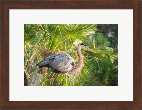 Framed Great Blue Heron at Gatorland Print