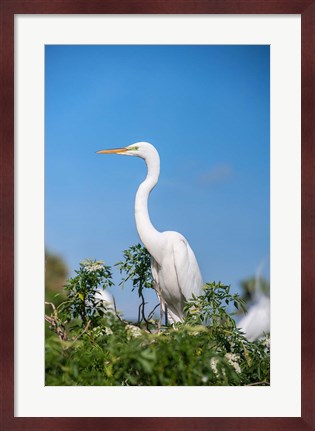 Framed Florida Orlando Great Blue Heron Print