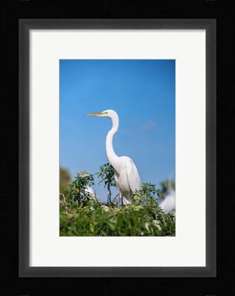 Framed Florida Orlando Great Blue Heron Print