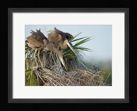 Framed Great Blue Heron chicks in nest looking for bugs, Florida Print