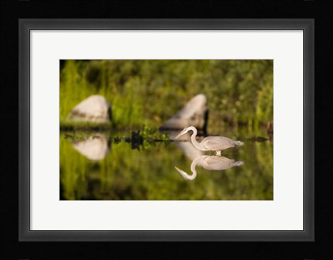 Framed Great Blue Heron Feeds in Katahdin Lake, Maine, Print