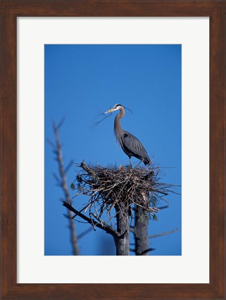 Framed Great Blue Heron bird, Lubberland Creek, NH Print