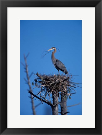 Framed Great Blue Heron bird, Lubberland Creek, NH Print
