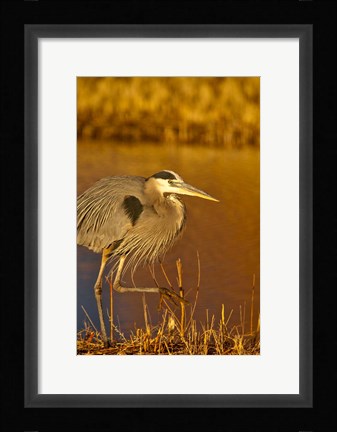 Framed Great Blue Heron bird, Bosque del Apache, New Mexico Print