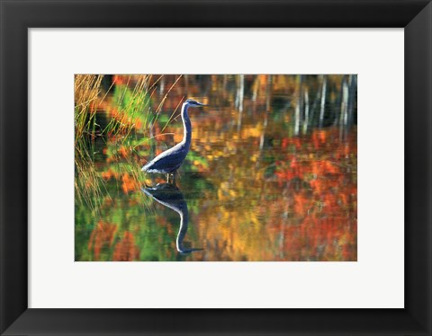 Framed Great Blue Heron in Fall Reflection, Adirondacks, New York Print
