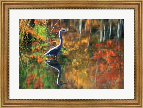 Framed Great Blue Heron in Fall Reflection, Adirondacks, New York Print