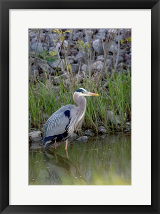 Framed Great Blue Heron bird Maumee Bay Refuge, Ohio Print