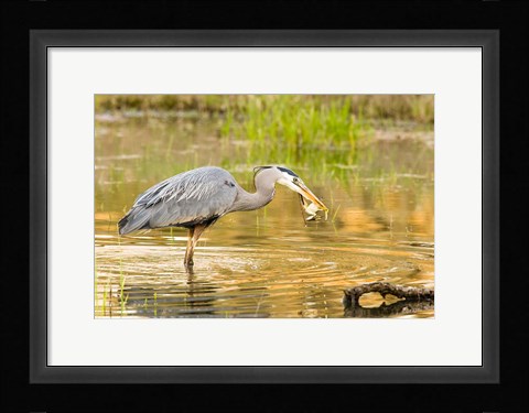 Framed Great Blue Heron bird, William L Finley NWR, OR Print