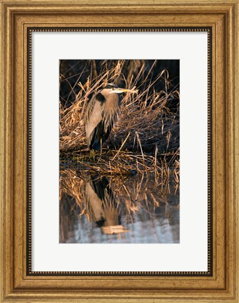 Framed OR, Baskett Slough NWR, Great Blue Heron bird Print