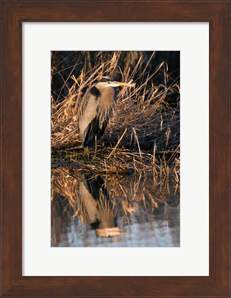 Framed OR, Baskett Slough NWR, Great Blue Heron bird Print