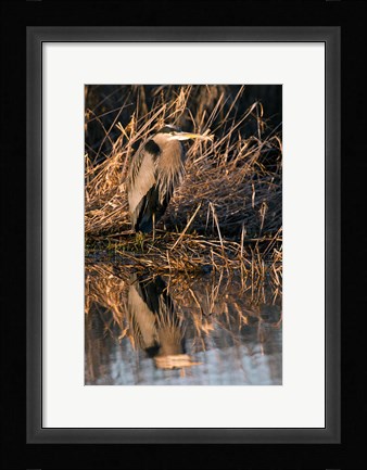 Framed OR, Baskett Slough NWR, Great Blue Heron bird Print