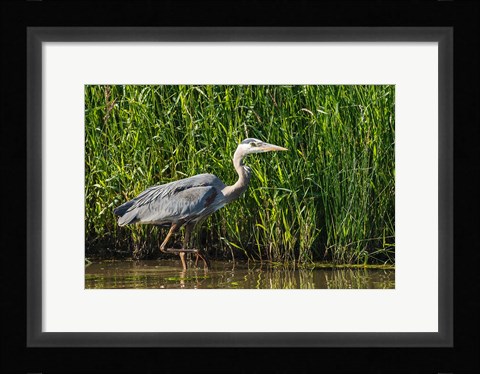Framed Oregon, Baskett Slough, Great Blue Heron bird Print