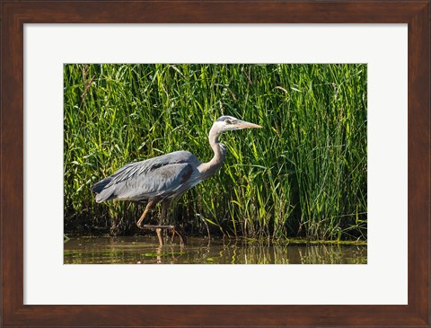 Framed Oregon, Baskett Slough, Great Blue Heron bird Print