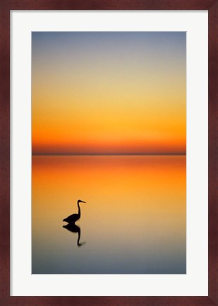 Framed Great Blue Heron at Sunset, Port Aransas, Texas Print