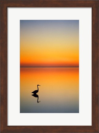 Framed Great Blue Heron at Sunset, Port Aransas, Texas Print