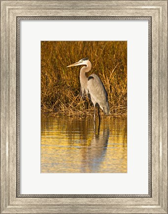 Framed Great Blue Heron standing in Salt Marsh Print