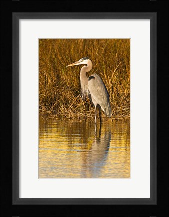 Framed Great Blue Heron standing in Salt Marsh Print