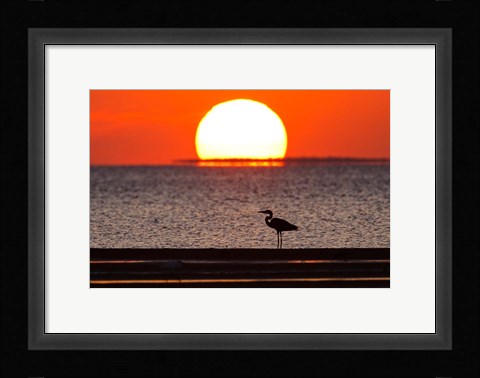 Framed Sunset, Great Blue Heron, Laguna Madre, Texas Print