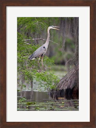 Framed Great Blue Heron bird, Caddo Lake, Texas Print