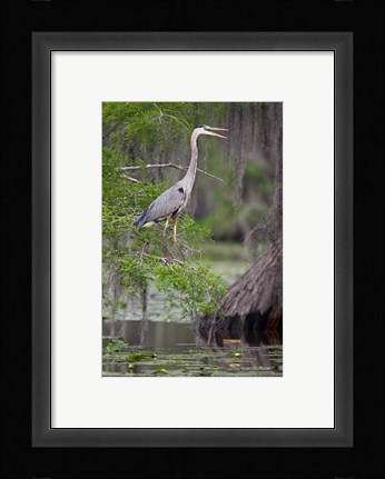 Framed Great Blue Heron bird, Caddo Lake, Texas Print