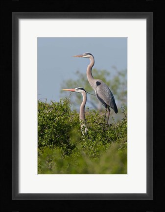 Framed Great Blue Heron, pair in habitat, Texas Print