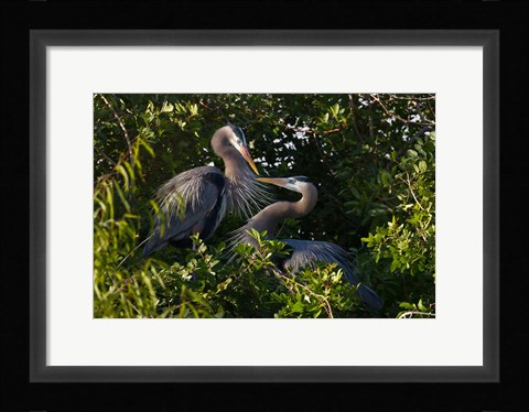 Framed Great Blue Heron, pair in habitat, Texas Print