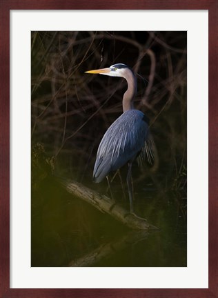 Framed Great Blue Heron roosting, willow trees, Texas Print
