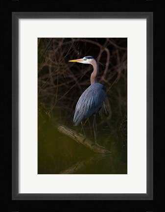 Framed Great Blue Heron roosting, willow trees, Texas Print