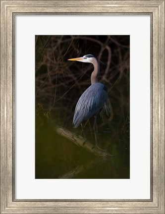 Framed Great Blue Heron roosting, willow trees, Texas Print